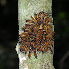 Catterpilars, Larvae