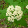 Maple-leaf Viburnum