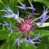 Perennial cornflower