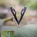 Long-winged Planthopper; Derbid Planthopper