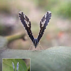 Long-winged Planthopper; Derbid Planthopper