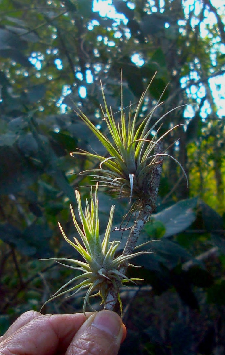 Baby Bromeliads