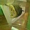 Chinese mantis egg case