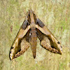 Brown and Yellow Sphinx