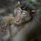 Crab-eating Macaque/Long-tailed Macaque