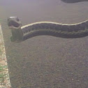 Northwest garter snake
