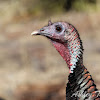 Rio Grande Wild Turkey