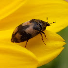 Carpet beetle