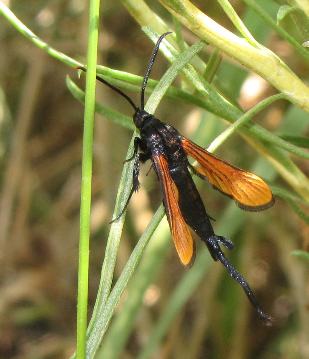 Clearwing moth (male)