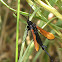 Clearwing moth (male)