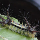 Slug Moth Caterpillar