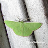 Geometrid moth