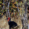 Southern Ground Hornbill