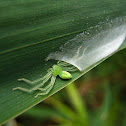 Green Huntsman Spider