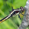 Slaty Skimmer dragonfly (immature female)
