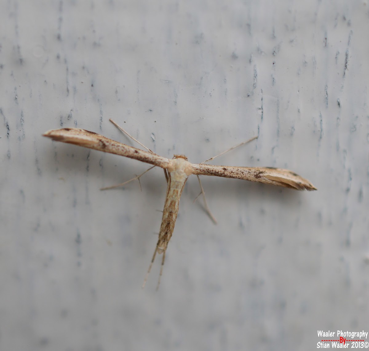 Plume moth