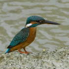 Common Kingfisher