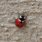 Seven-spotted Ladybug