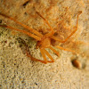 Olios huntsman spider