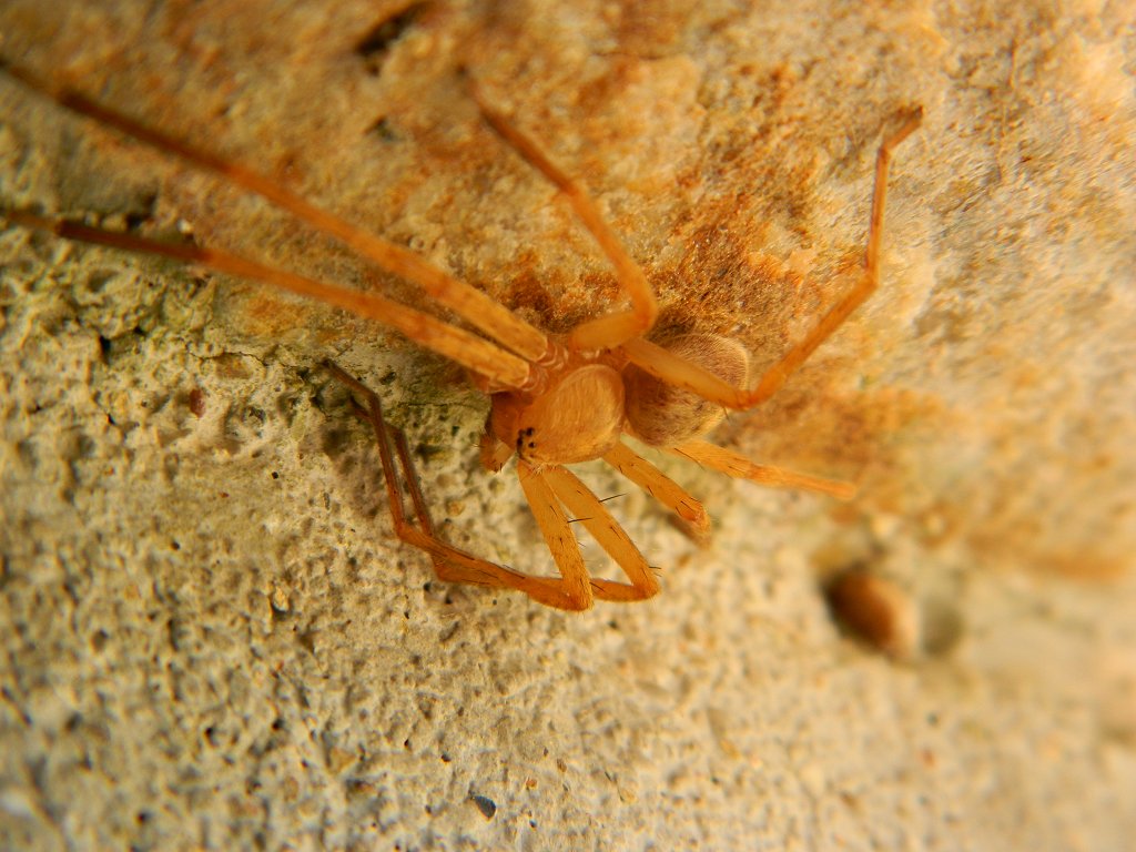 Olios huntsman spider