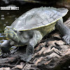 Krefft's Turtle