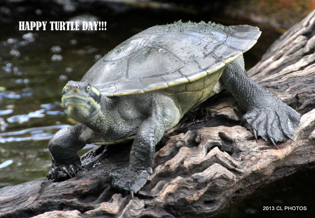 Krefft's Turtle