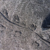 Marine iguana (tracks)