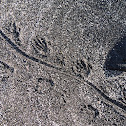 Marine iguana (tracks)