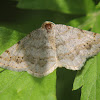 Faint-spotted Angle Moth