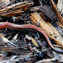 Red backed Salamander