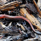 Red backed Salamander