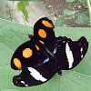 blue spotted banner, mating