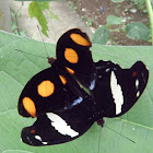 blue spotted banner, mating