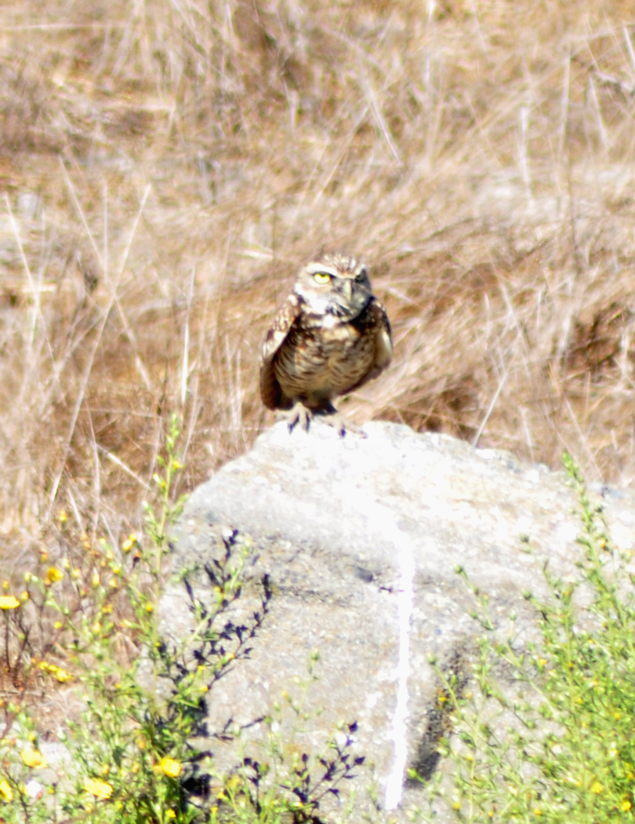 Burrowing Owl