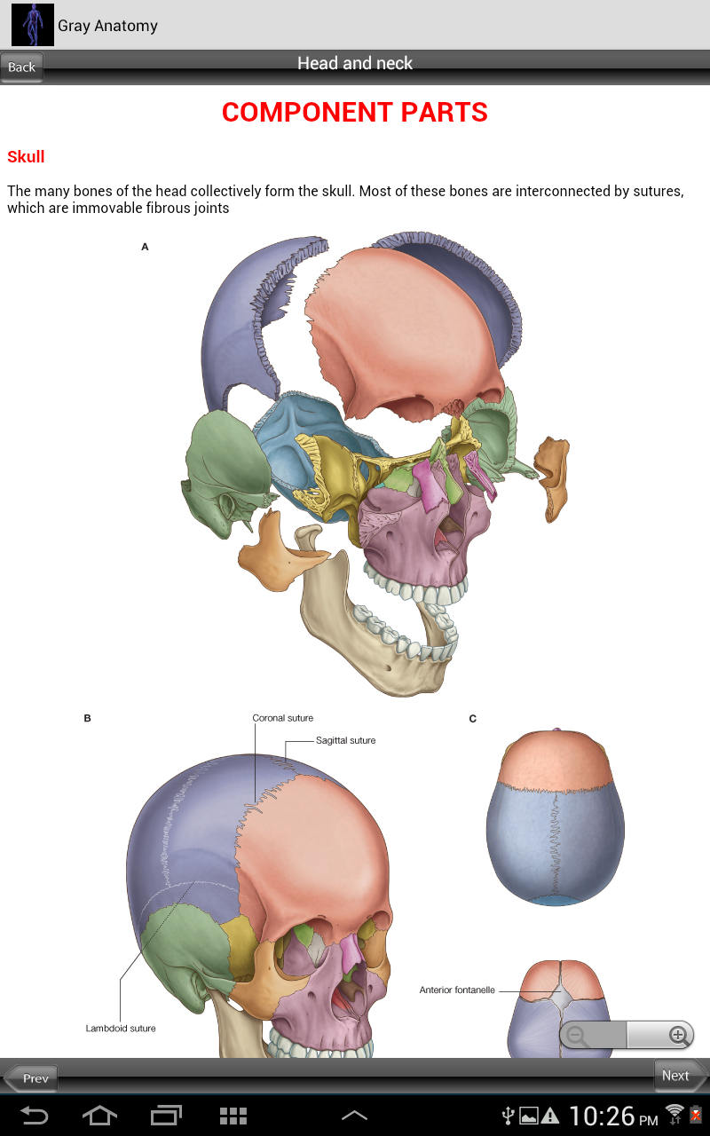 Grays Human Anatomy Screen 3