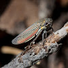 Sharpshooter (leafhopper)