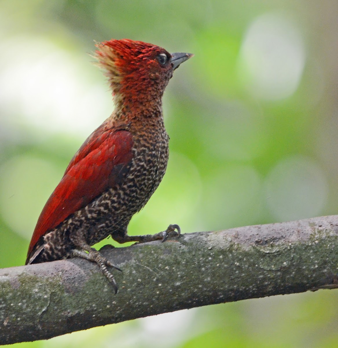Banded woodpecker
