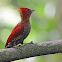 Banded woodpecker