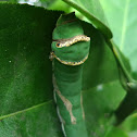 Citrus swallowtail caterpillar