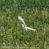Great White Egret; Garceta Grande