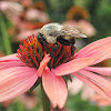 Bumble Bee/ Super Pollinators