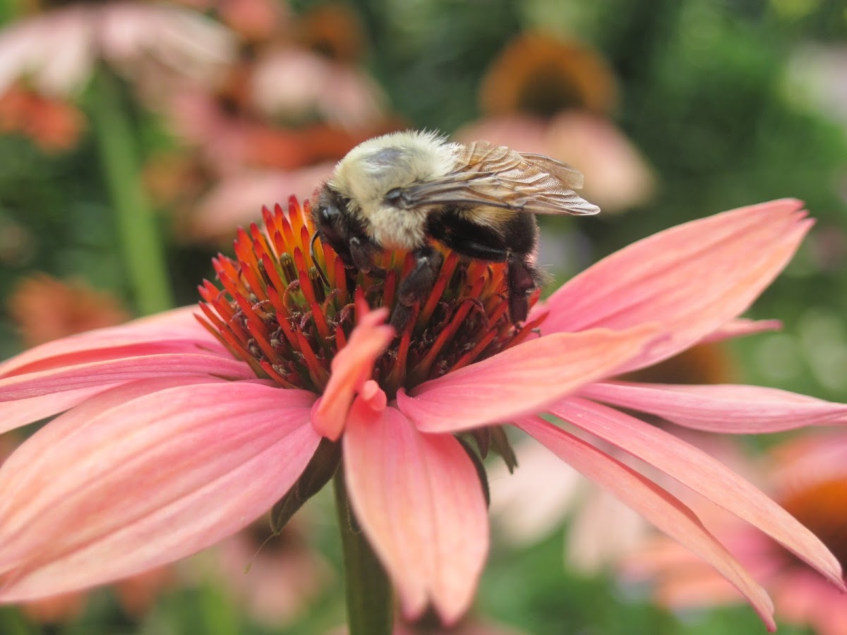 Bumble Bee/ Super Pollinators