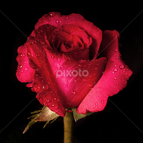 Rose with drops by Cristobal Garciaferro Rubio - Flowers Single Flower