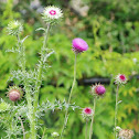 Musk Thistle