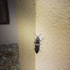 Amanda Ottofaro--Click Beetle