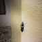 Amanda Ottofaro--Click Beetle