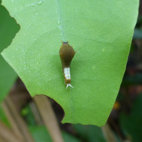 Tailed Jay caterpillar Project Noah