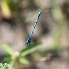 Common Blue Damselfly (male)