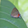 Dusky-blue Groundstreak