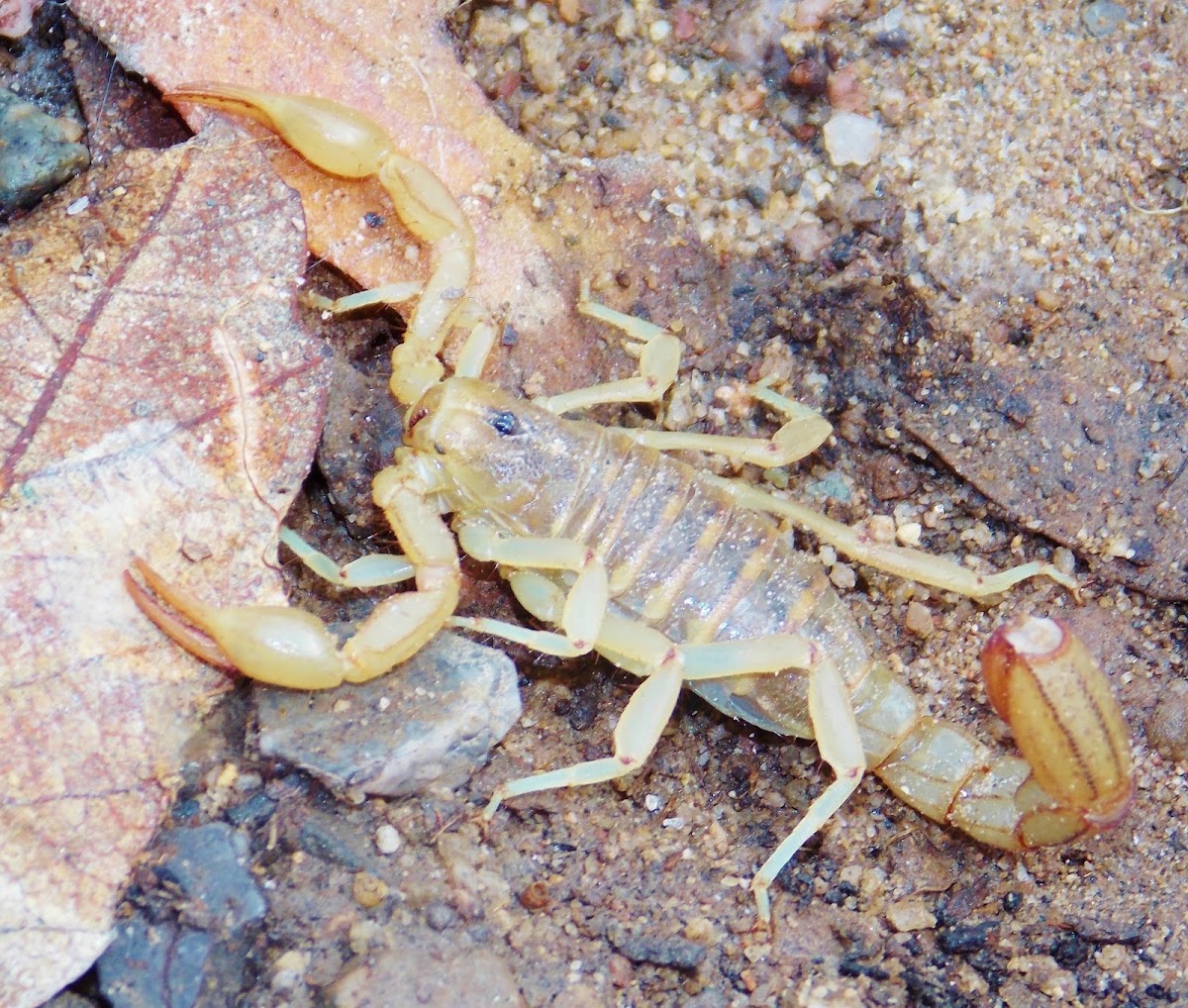 Arizona Striped-tail Scorpion